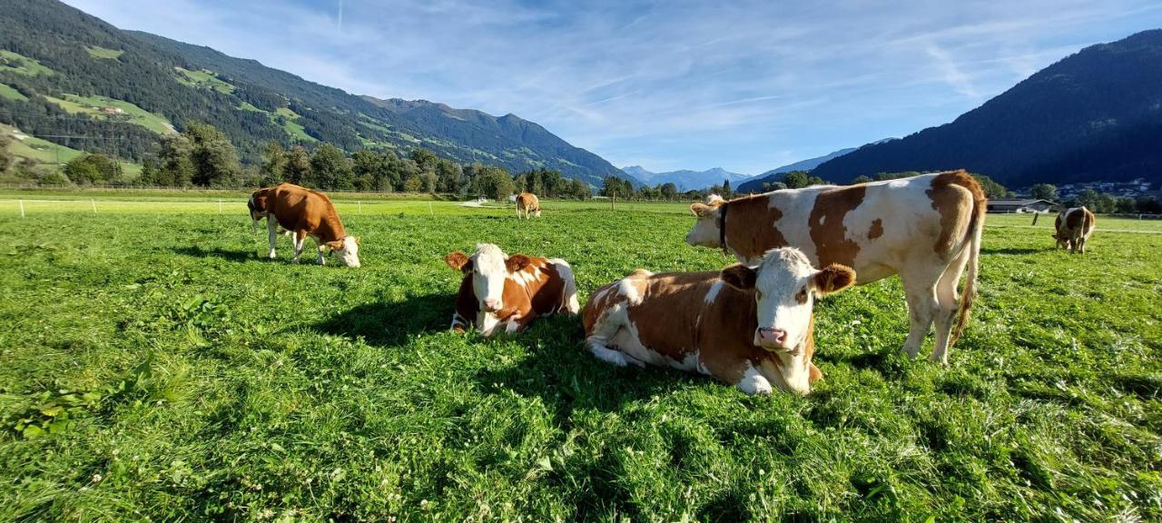 Brixnerhof Im Zillertal 호텔 쉴리테르스 외부 사진