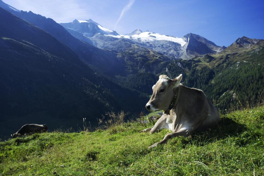Brixnerhof Im Zillertal 호텔 쉴리테르스 외부 사진